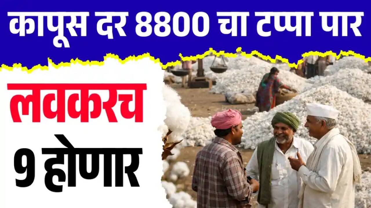 कापसाच्या दरात सुधारणा! 'या' बाजार समितीत मिळाला सर्वाधिक भाव; पाहा आजचे ताजे दर Cotton Market Rate Today
